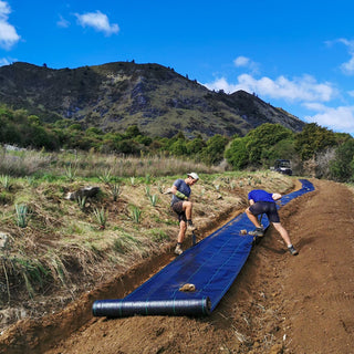 Planting Weber Blue Agave Tequilana plants at our distillery