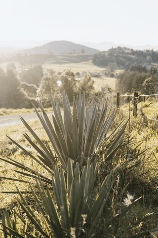 Weber Blue Agave Tequilana plants growing wild on the hillsides of New Zealand