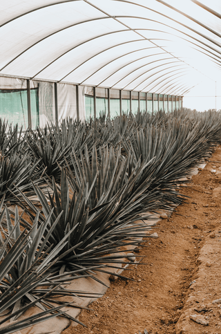Weber Blue Agave Tequilana plants growing inside the Kiwi Spirit's Tunnel House