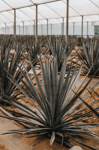 Weber Blue Agave Tequilana plants growing in the Kiwi Spirit Distillery tunnel house