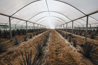 Weber Blue Agave Tequilana plants growing in the Kiwi Spirit's tunnel house, large shot of hundreds of plants