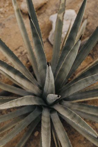 Agave and Aotearoa: A Growing Story